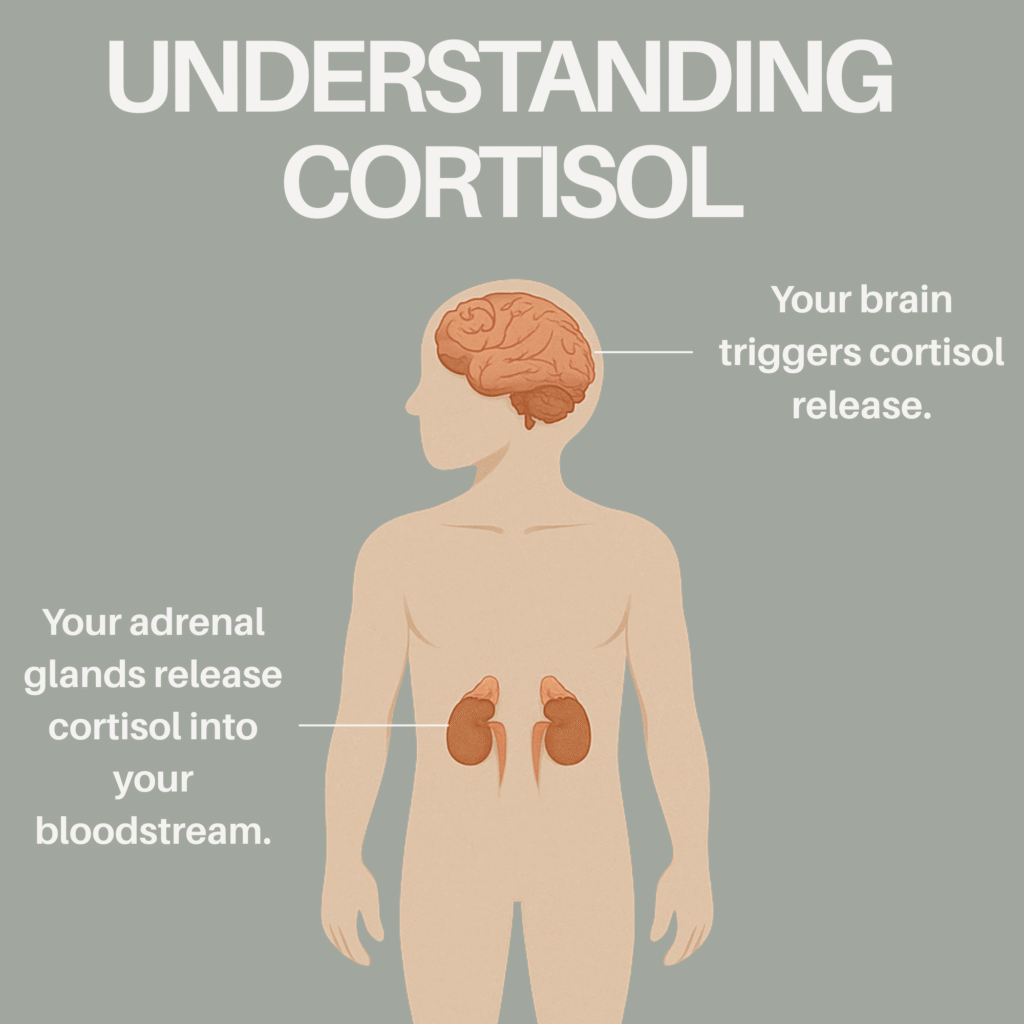 A scientific illustration titled 'Understanding Cortisol' showing the connection between the human brain, which triggers cortisol release, and the adrenal glands, which release cortisol into the bloodstream.
